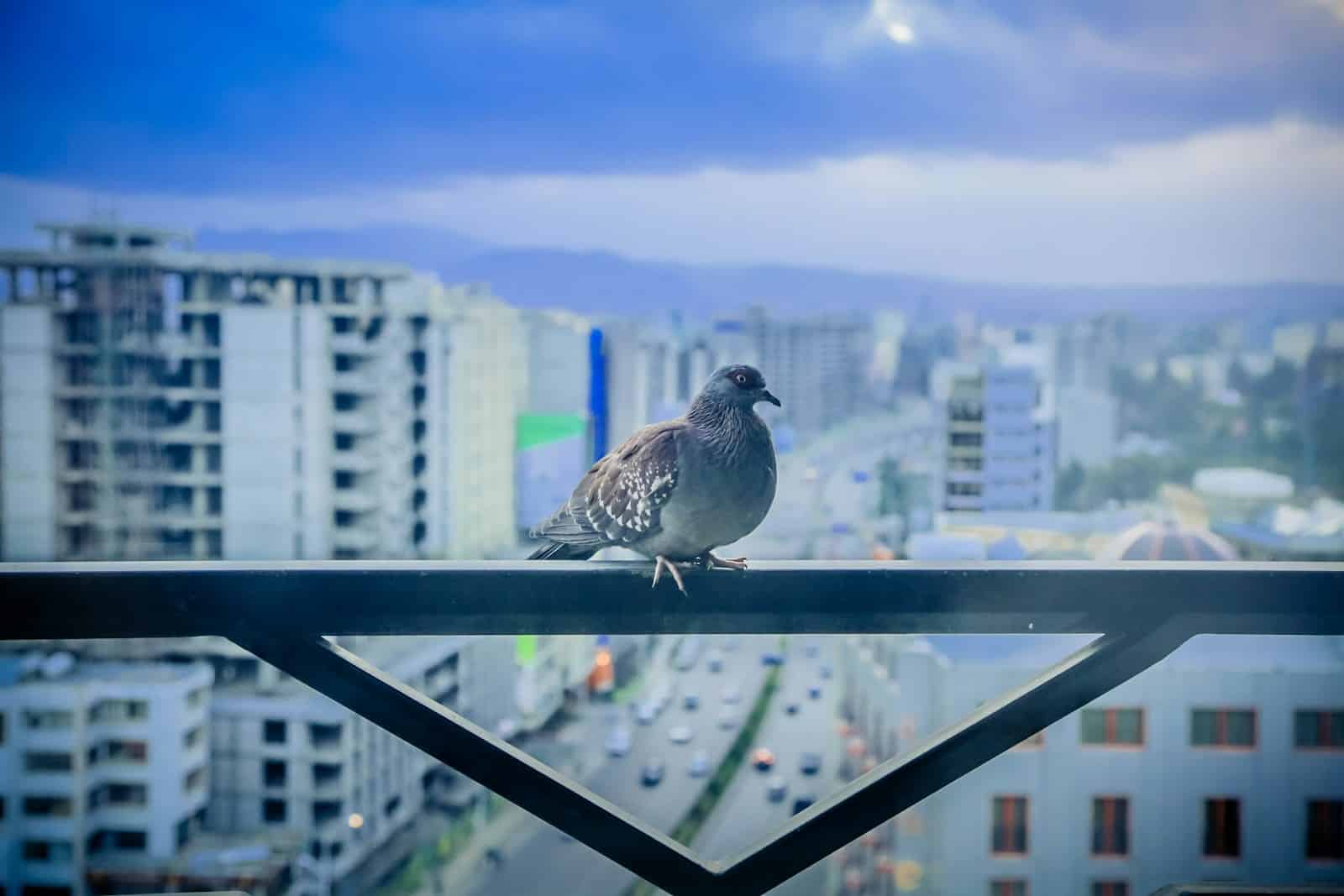 יונה עומדת על מעקה